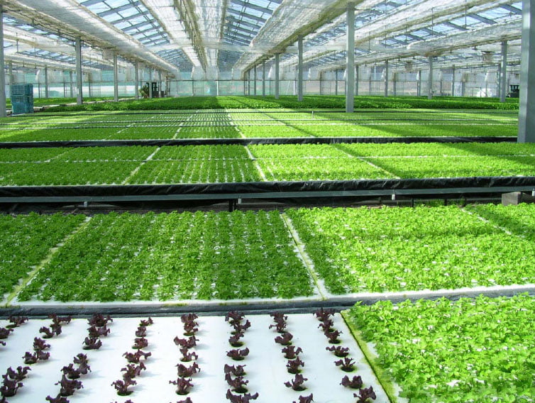 Hydroponics and Greenhouses-Grow Bigger and Better with No ...