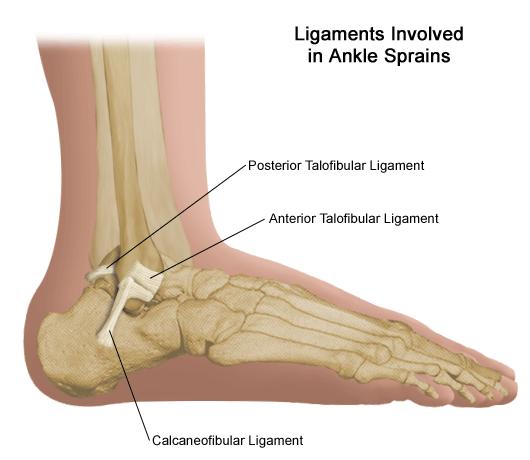 ankle-ligaments