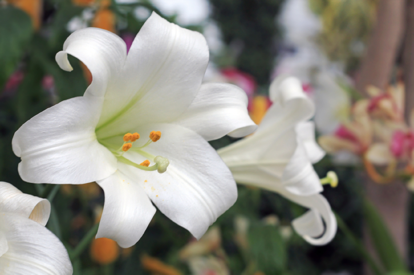 Easter-lilies