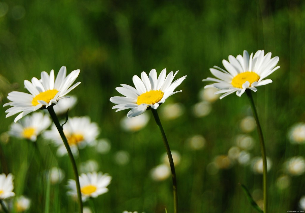 white-daisies