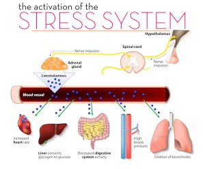 stress system