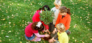 Things to Consider When Planting Trees on Your Property