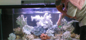What to Look for in a Fish Aquariums Service