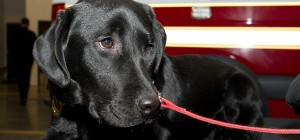 The Accelerant Detection Canine Program for Fire Safety