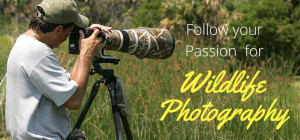Follow Your Passion for Wildlife Photography