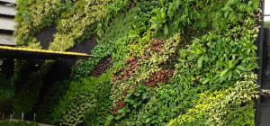 Why you should get Artificial Living Walls