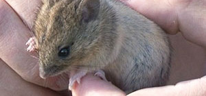 How to Get Rid of Field Mice in Your Backyard and Garden Areas