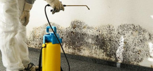 Practical Ways to Remove Mold From Your Home