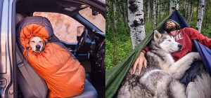 Furry Friends Travel Diaries: 5 Tips for Camping with Dogs