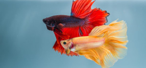 Betta Fish: A Fun and Easy Pet for Your Family