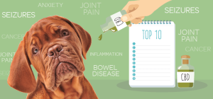 The Right Way To Introduce CBD To Your Pets