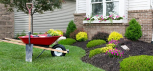 Make your landscaping stand out by using color