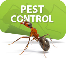 Save Your Garden from Dreadful Pests-The Natural and Chemical Free Approach