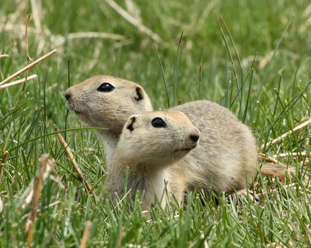Effective Tips to Keep Gopher Out of Your Garden