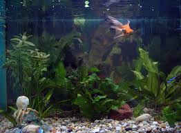 Tips for Maintaining Your Aquarium for Tropical Fish