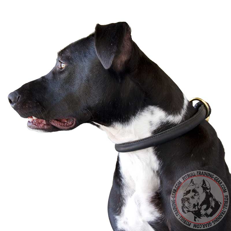 The Do’s and Don’ts of Training Collars for Dogs