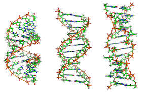 DNA Structure and Purpose in the Human Body