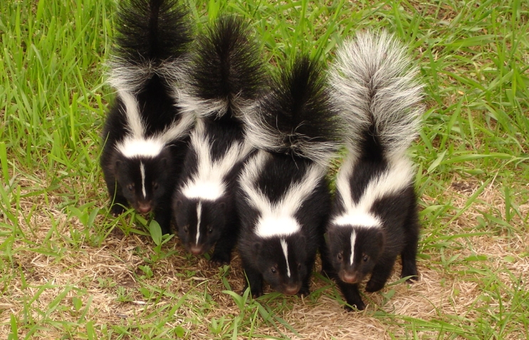 Ways to Remove Skunks from Your House