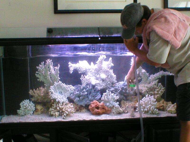 What to Look for in a Fish Aquariums Service