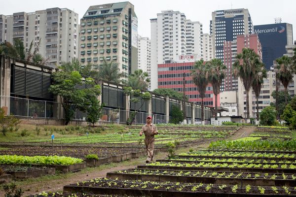 How to Get the Most Out of Urban Gardening