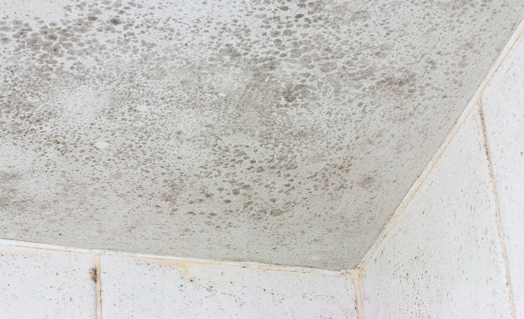 mould on the ceiling