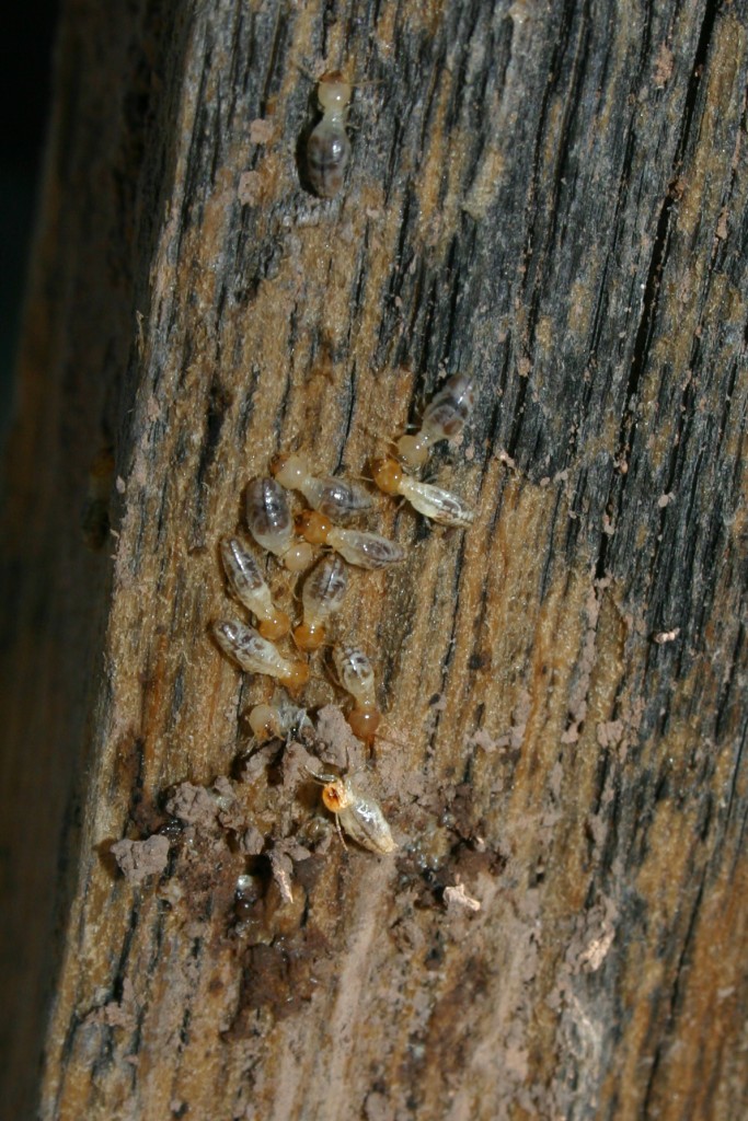 Termites: Facts That Will Make You Reconsider a Pest Inspection