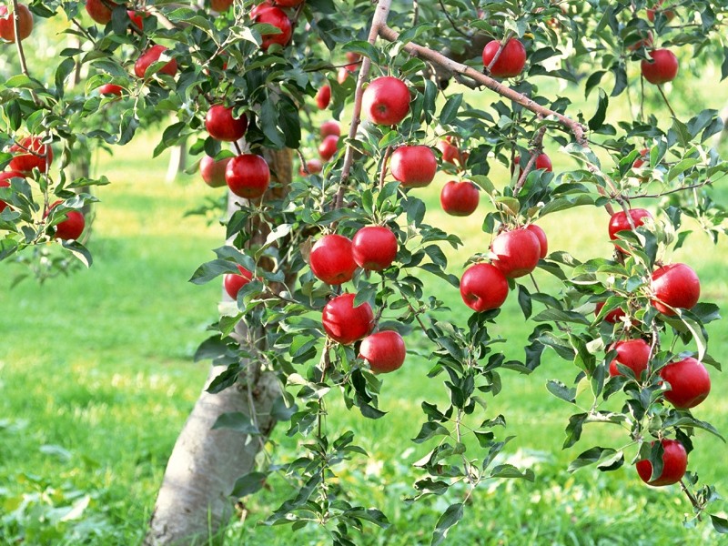 Easy Ways to Grow Fruit Trees