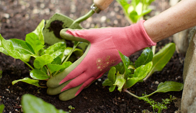A Tutorial for Low-Cost Gardening in Just 6 Steps