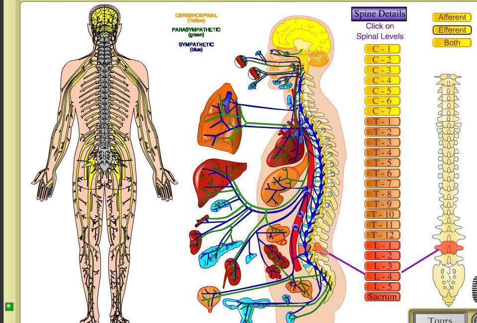 spinal-autonomic-nerves