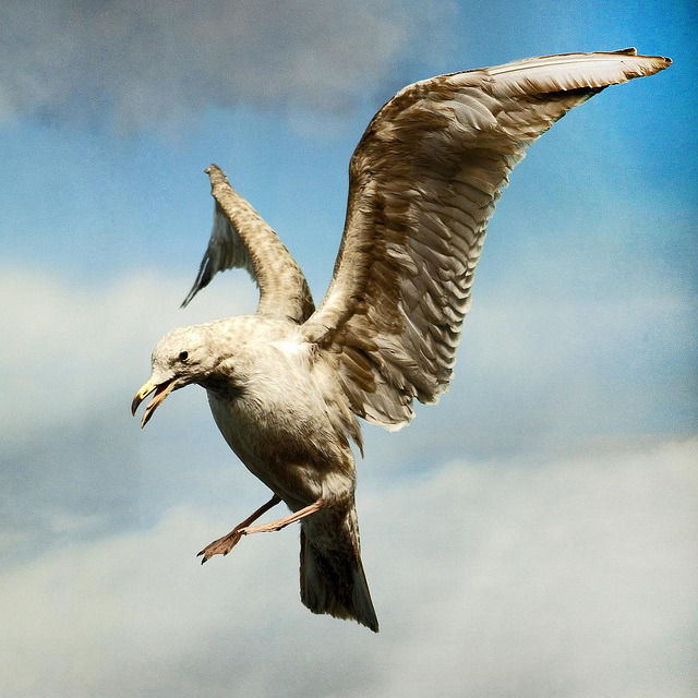 Surviving a seagull attack-An Overview