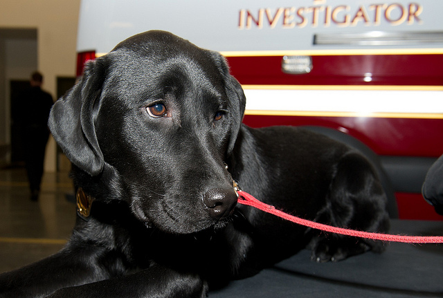 The Accelerant Detection Canine Program for Fire Safety