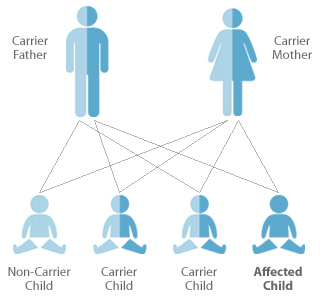 What Is a Genetic Carrier?