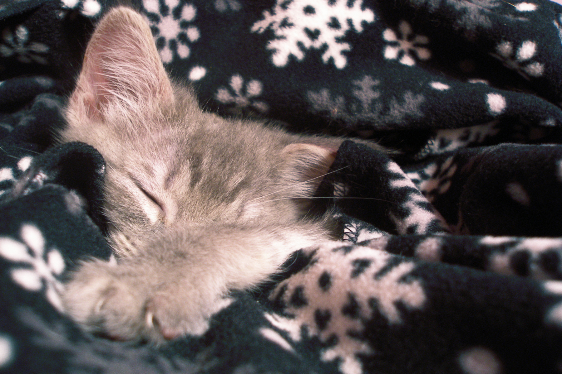 Красивый котенок во сне. Спящие котики. Спящий котенок. Котенок. Спокойной ночи!. Спокойной ночи кот.