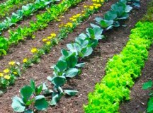 Growing Your Own Vegetables in Your Garden