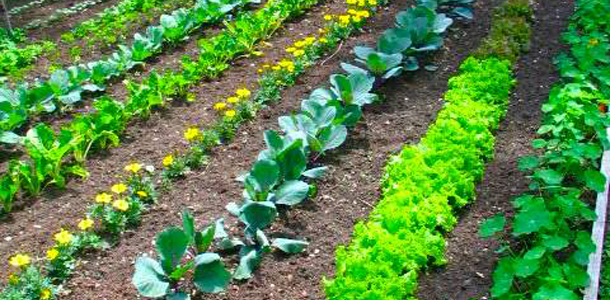 Growing Your Own Vegetables in Your Garden