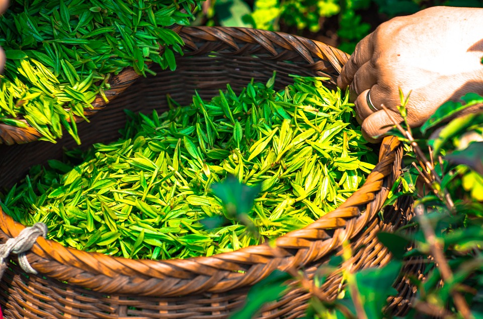 Top 10 Organic Tea Brands in World History