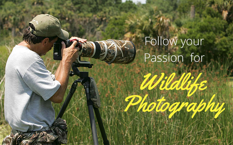 Follow Your Passion for Wildlife Photography