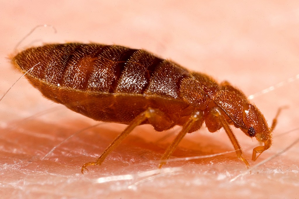 Health and Bed Bug Bites – Effects and Prevention
