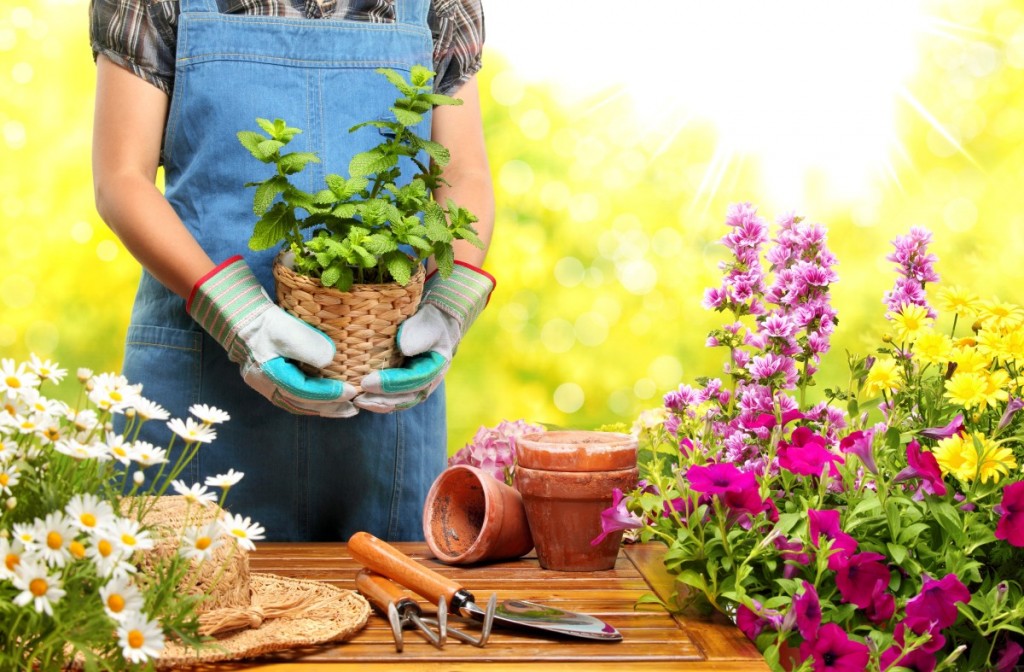 Top 5 Tips that Saves Money when Gardening.