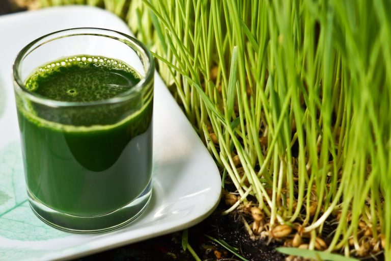 5 Great Health Reasons to Try Wheatgrass