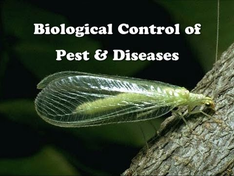 Biological Control of Pest and Diseases