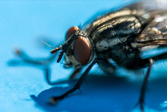 The Hidden Dangers of Pests