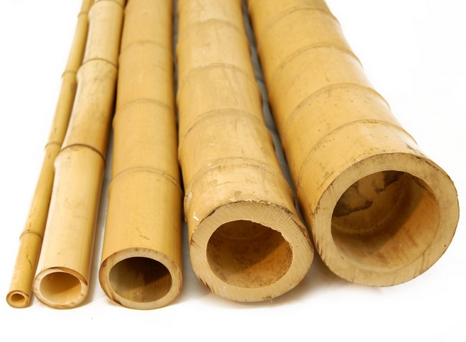 What Science Says About Bamboo And How It Can Change Your Life  