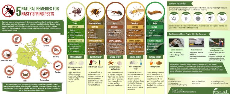 Maximize Your Investment by Vanquishing Pests [Infographic]