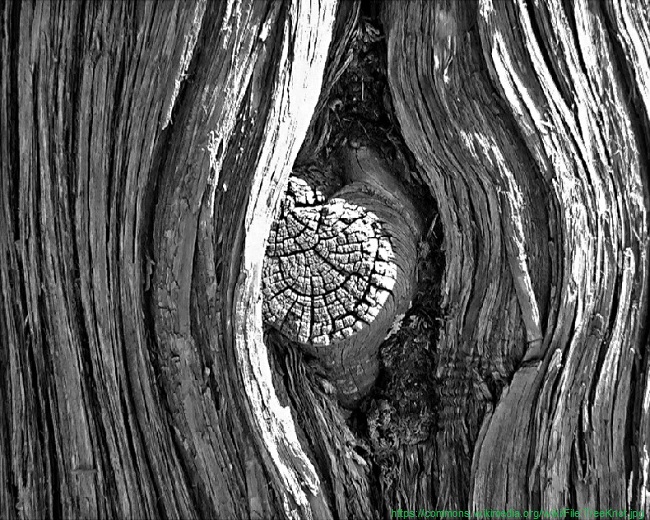 A tree knot