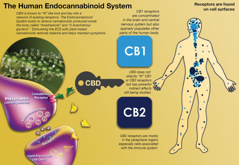 Why CBD Oil is Being Used for Anxiety and Cancer Treatments
