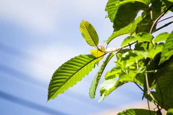 The Mental Health Benefits of Kratom: A Natural Remedy for Anxiety and Depression