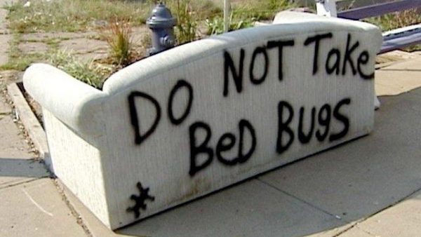 How to Know if You Have Been Infested with Bed Bugs