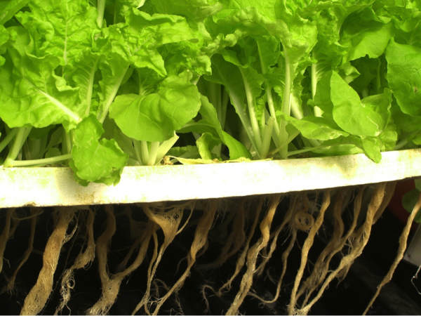 Hydroponic Gardening and Its Benefits