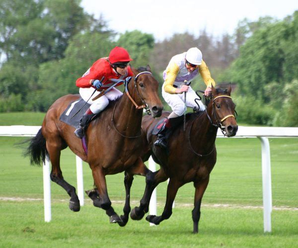 Thoroughbred Racehorses – What You Should Know About This Fantastic Animal!
